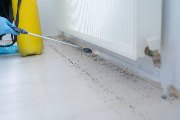 Best Cockroach Control Services  in Frankfort, OH